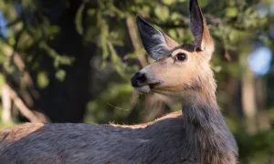 Эпидемия «зомби-оленей» распространяется в Йеллоустоуне: есть риск передачи людям